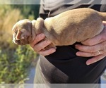 Small Boston Terrier