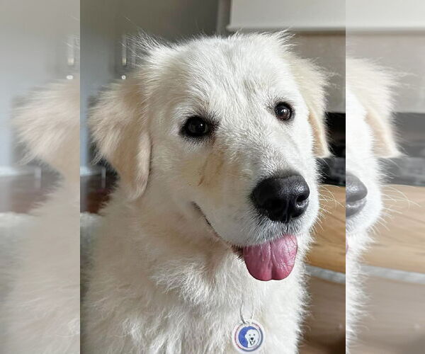 Medium Photo #4 Great Pyrenees Puppy For Sale in Spring, TX, USA
