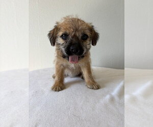 Pistachio #5788 - Female Chihuahua-Unknown Mix Dog for Adoption - Photo #3