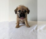 Small Photo #3 Chihuahua-Unknown Mix Puppy For Sale in Studio City, CA, USA