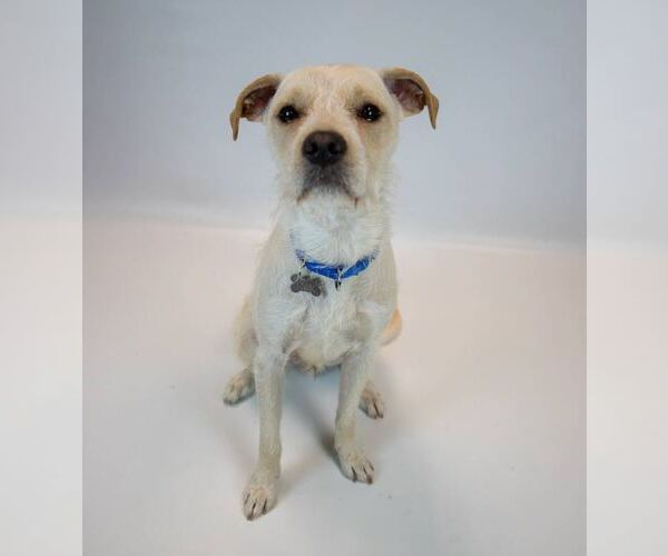 Medium Photo #6 Mutt Puppy For Sale in Kennesaw, GA, USA