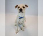 Small #5 Mutt