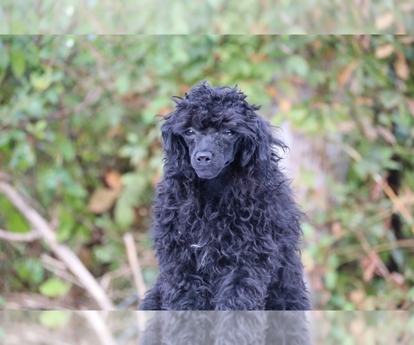 Medium Photo #4 Poodle (Toy) Puppy For Sale in DYERSBURG, TN, USA