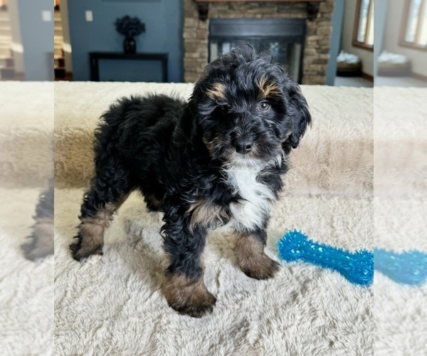 Medium Photo #2 Bernedoodle (Miniature) Puppy For Sale in GREENWOOD, IN, USA