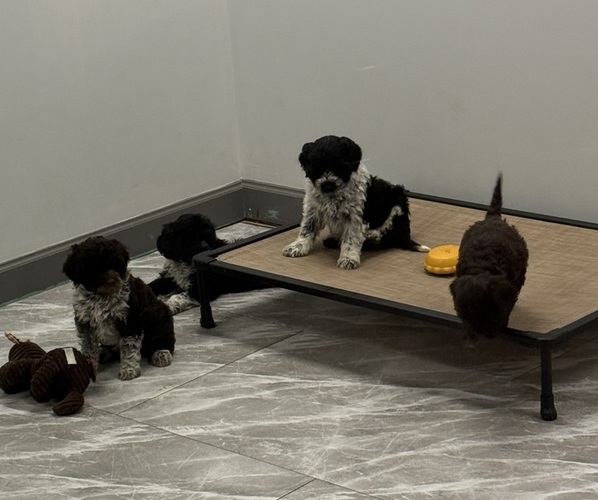 Medium Photo #1 Portuguese Water Dog Puppy For Sale in FALLS CHURCH, VA, USA