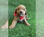 Small Goldendoodle mix (+ Poodle Toy)