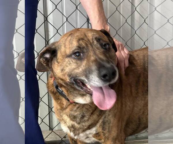 Medium Photo #1 Mountain Cur Puppy For Sale in Frenchburg, KY, USA