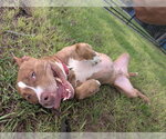 Small #2 Staffordshire Bull Terrier