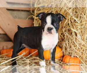 Boston Terrier Puppy for sale in SHILOH, OH, USA
