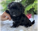 Small #1 Morkie