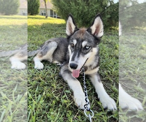 Siberian Husky Puppy for sale in SPRING HILL, FL, USA
