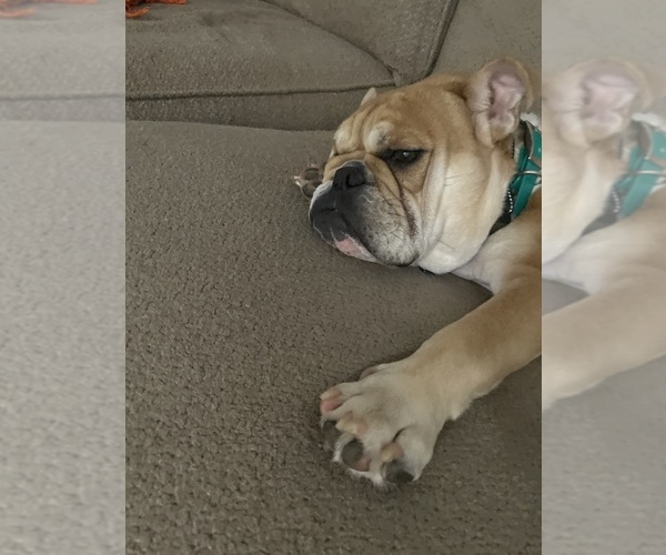 Medium Photo #6 English Bulldog Puppy For Sale in BROKEN ARROW, OK, USA