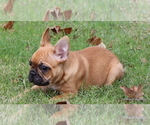 Small Photo #8 French Bulldog Puppy For Sale in WINNSBORO, TX, USA