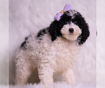 Small #1 Goldendoodle (Miniature)