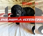 Small Photo #1 Labradoodle-Poodle (Standard) Mix Puppy For Sale in ALTON, MO, USA