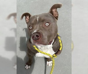 American Pit Bull Terrier Dogs for adoption in Salinas, CA, USA