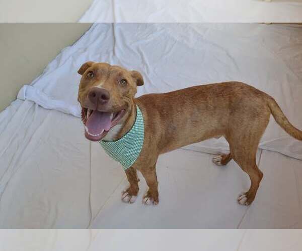 Medium Photo #3 Mutt Puppy For Sale in McKinney, TX, USA