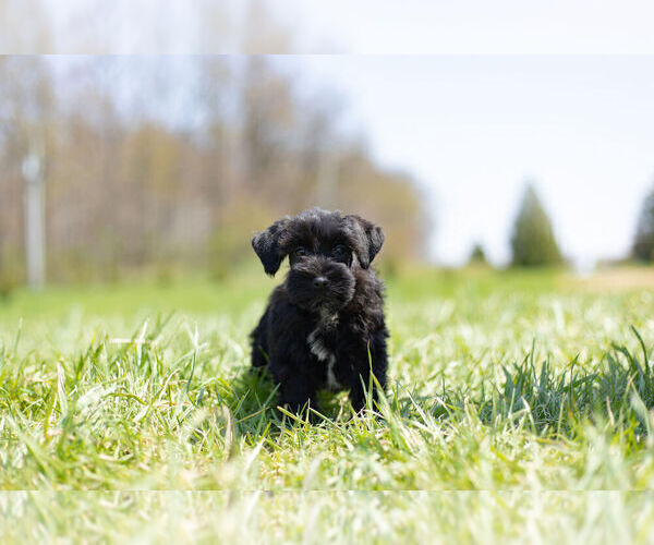 Medium Photo #8 Schnauzer (Miniature) Puppy For Sale in WARSAW, IN, USA