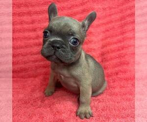 French Bulldog Puppy for sale in VIRGINIA BEACH, VA, USA