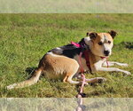 Small #6 Beagle Mix