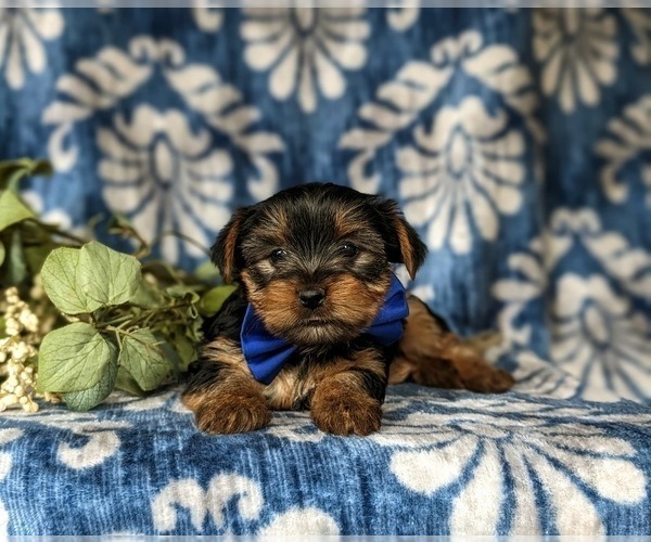 Medium Photo #6 Yorkshire Terrier Puppy For Sale in QUARRYVILLE, PA, USA