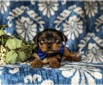 Small Photo #6 Yorkshire Terrier Puppy For Sale in QUARRYVILLE, PA, USA