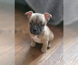 American Staffordshire Terrier-Bulldog Mix Dogs for adoption in Raleigh, NC, USA