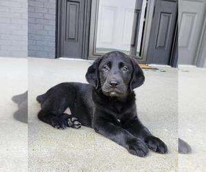 Labrador Retriever Puppy for sale in FRANKLIN, IN, USA