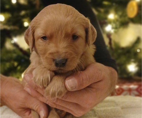 Medium Photo #3 Golden Retriever Puppy For Sale in MOUNT SOLON, VA, USA