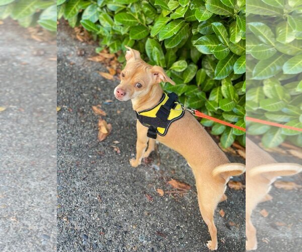 Medium Photo #2 Chipin Puppy For Sale in Arlington, WA, USA