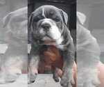 Small Photo #3 Bulldog Puppy For Sale in EAST HAVEN, CT, USA