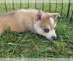 Small #11 Pomsky