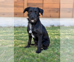Levi - Male Mutt Dog for Adoption - Small photo