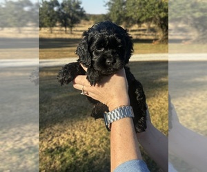 Cock-A-Poo Puppy for sale in STEPHENVILLE, TX, USA