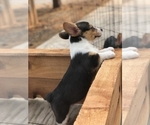 Small Photo #3 Pembroke Welsh Corgi Puppy For Sale in NINE MILE FALLS, WA, USA