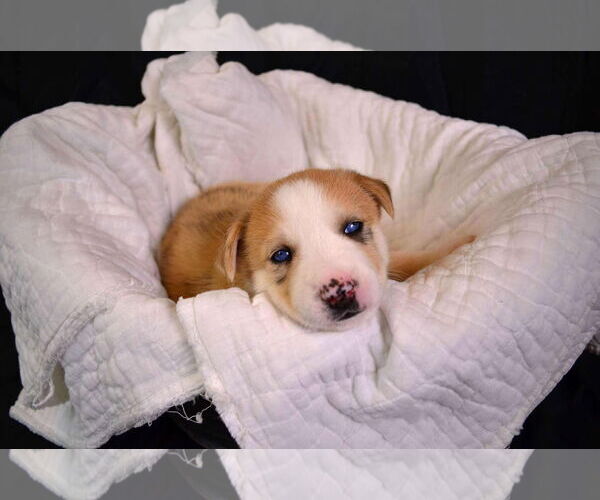 Medium Photo #6 Siberian Husky-Unknown Mix Puppy For Sale in Gretna, NE, USA