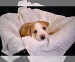 Small #5 Siberian Husky Mix
