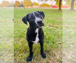 Small #6 American Pit Bull Terrier-Spaniel Mix