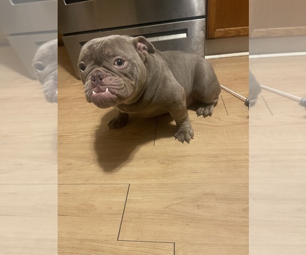 Medium Photo #1 American Bully Puppy For Sale in WILLIMANTIC, CT, USA