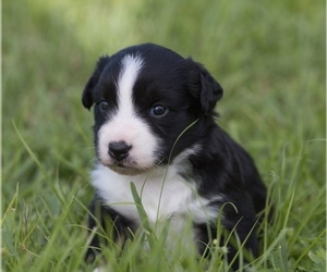 Miniature Australian Shepherd Puppy for sale in CAPE CORAL, FL, USA