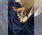 Small #3 Chihuahua Mix