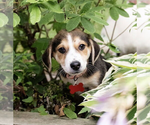 Medium Photo #3 Mutt Puppy For Sale in Plymouth, MN, USA