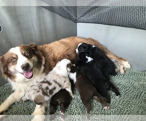 Mother of the Miniature Australian Shepherd puppies born on 04/22/2019