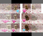 Small ShihPoo