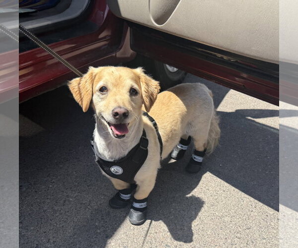 Medium Photo #3 Dachshund-Unknown Mix Puppy For Sale in Phoenix, AZ, USA