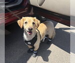 Small #2 Dachshund Mix