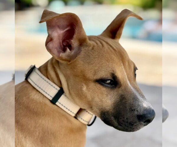 Medium Photo #7 American Staffordshire Terrier-Unknown Mix Puppy For Sale in San Juan Capistrano, CA, USA