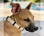 Small #6 American Staffordshire Terrier Mix