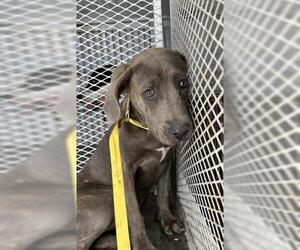 Mutt Dogs for adoption in Bakersfield, CA, USA