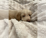 Small Photo #11 Goldendoodle Puppy For Sale in IRWIN, PA, USA
